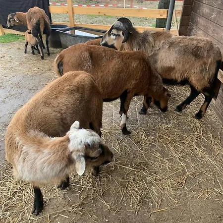 Am Ponyhof *